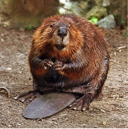 Image of a beaver.